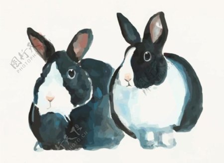 两只兔子图片