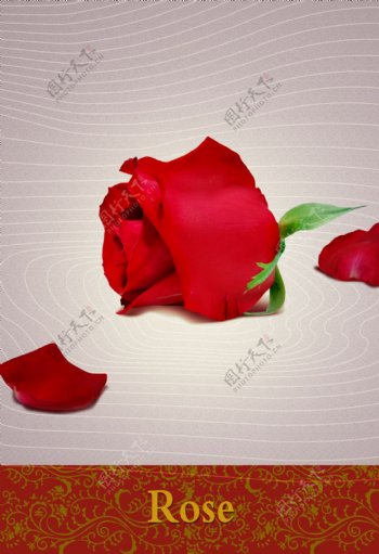 地产档案psd源文件花卉花朵花环花瓣玫瑰