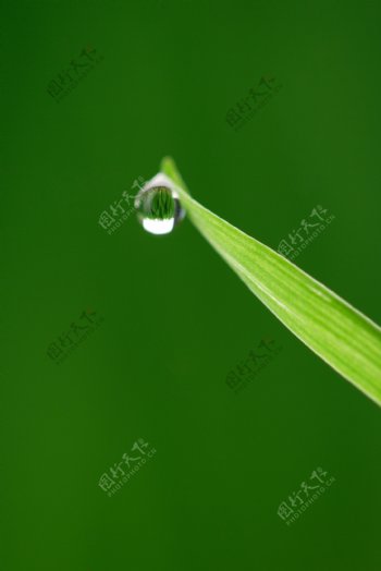 绿叶水珠图片