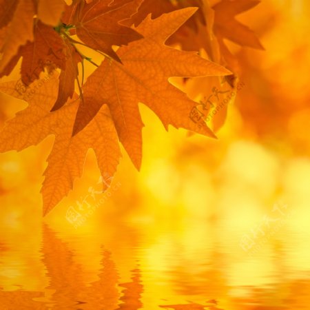 5张秋天的树叶高清图片3