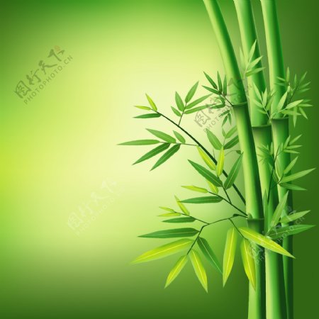 清新绿色竹子矢量图AI