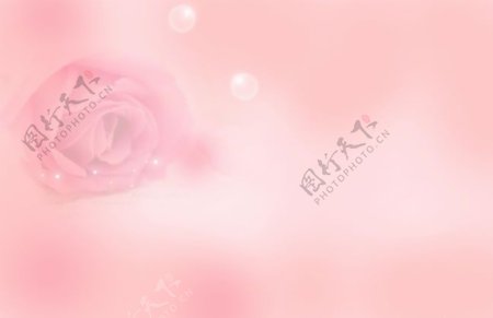 粉色玫瑰背景PSD分层素材