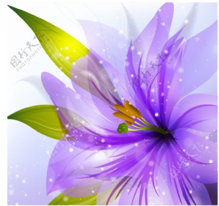 淡紫色透明花纹