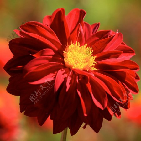 位图植物摄影写实花卉花朵水仙花免费素材