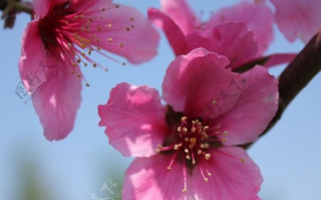 位图植物花朵写实花卉小桃花免费素材