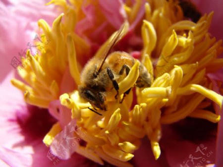 勤劳的蜜蜂图片