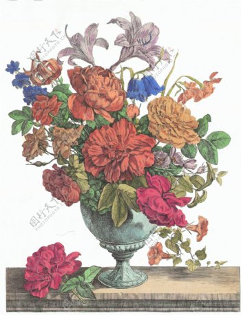 大花盆花卉绘画图片