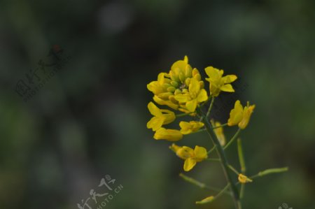 油菜花图片