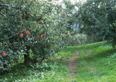水果蔬果美图苹果园