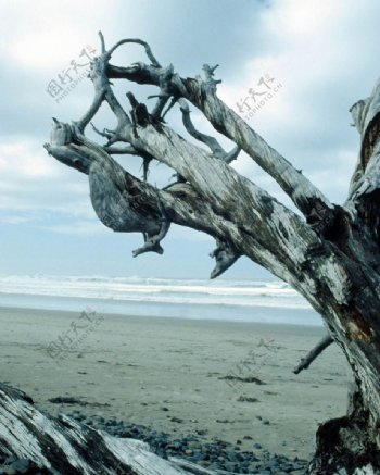 胡杨海滩枯树图片