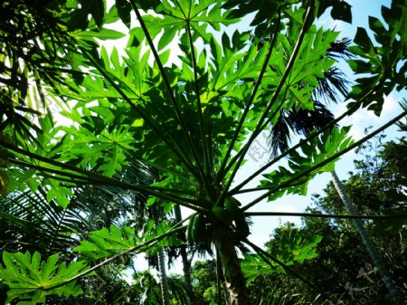 热带雨林植物图片