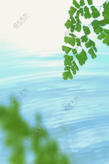 绿叶和水流