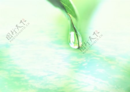 水叶水滴水纹阳光图片