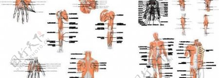 矢量人体股肉神经解剖图图片
