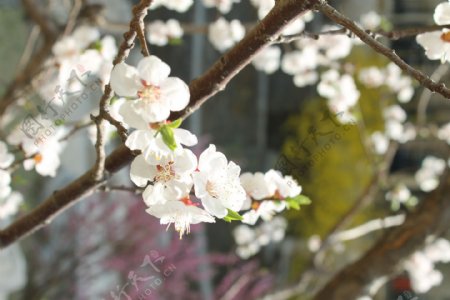 春天里的白桃花图片