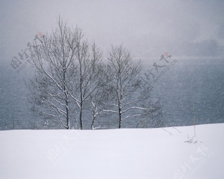 独树的雪景