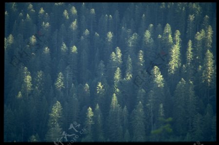 全球首席大百科风光风景大自然环境树木山林森林