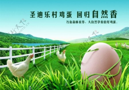 圣迪乐春鸡蛋回归自然海报PSD素材
