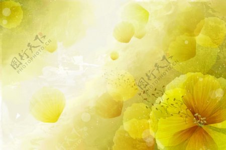 花朵花瓣渐变黄色大自然清新高清大图背景