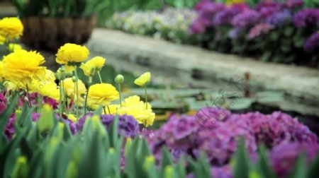 春天的花朵的花园游泳池运动背景视频免费下载
