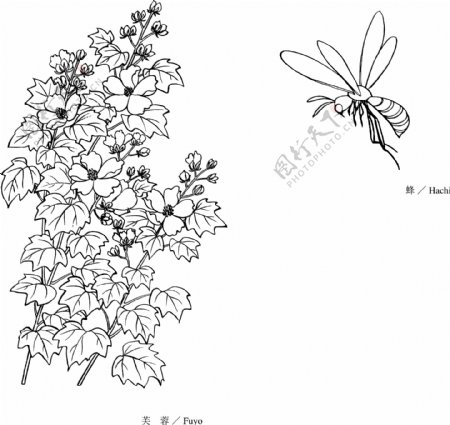 线描植物花卉矢量素材15蜜蜂与芙蓉花.