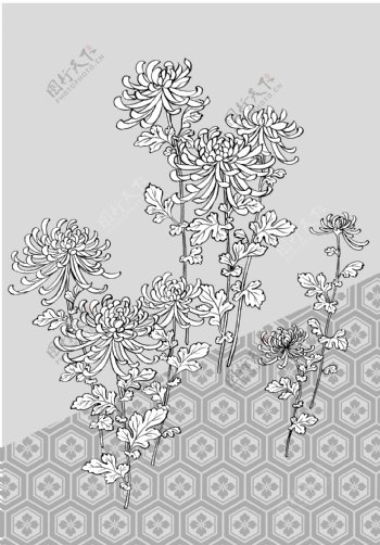 线描植物花卉矢量素材39菊花龟甲背景.