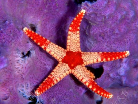 海洋生物海星