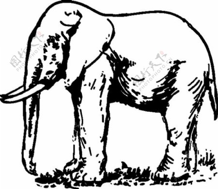 大象绘画艺术剪辑