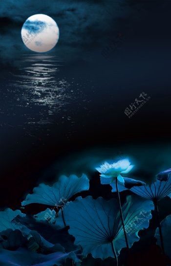 月夜蓝莲图片