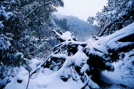 冬天雪景