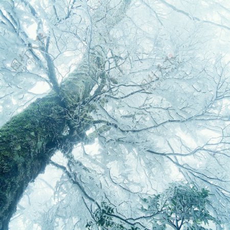 冬天雪景