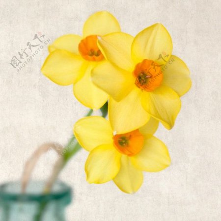 位图植物摄影写实花卉花朵水仙花免费素材