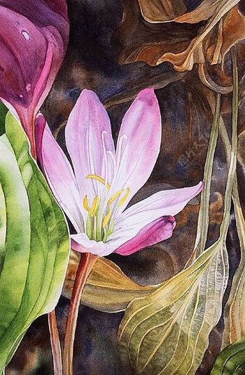 位图植物图案写意花卉花朵水仙花免费素材