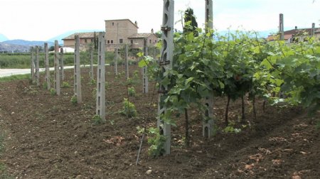 意大利翁布里亚的葡萄园与泛股录像视频免费下载