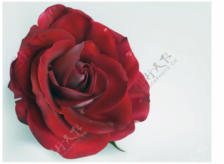 滴鲜红的玫瑰花矢量素材