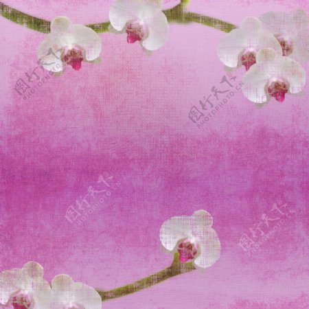 粉色花卉背景底纹