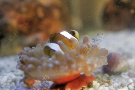 小丑魚與海葵共生图片