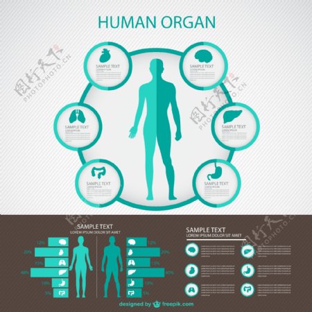 人体器官信息图
