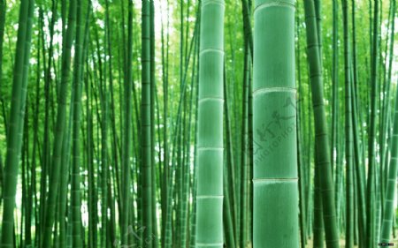 一款高清晰竹子的图片