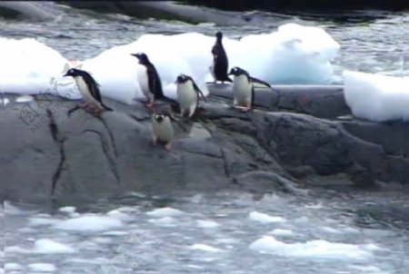 企鹅活动视频频素材素材下载