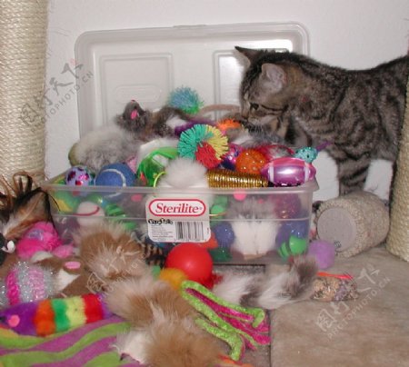 猫与玩具图片