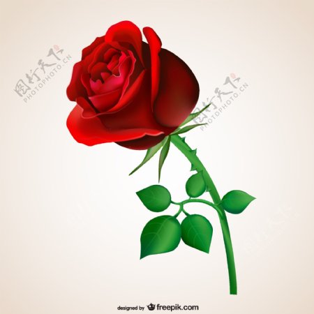 精美红色玫瑰花枝