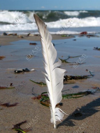海滩上的羽毛图片
