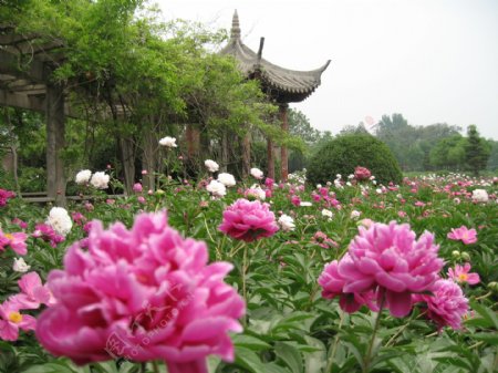 摄影图旅游摄影沈阳植物园旅游芍药花园
