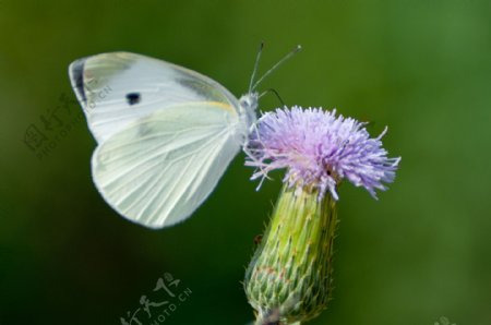 白蝴蝶图片