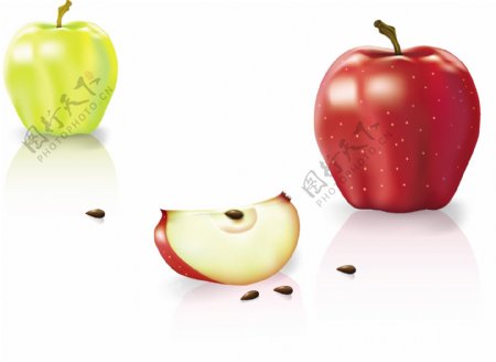 矢量素材新鲜的红苹果和青苹果