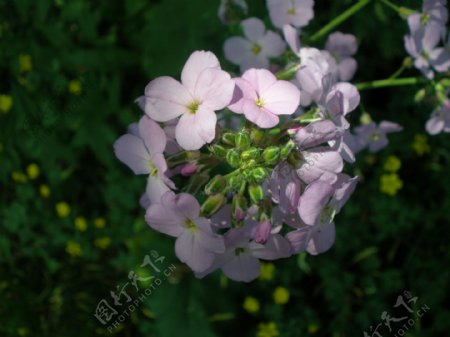 位图写实花卉植物花朵小桃花免费素材