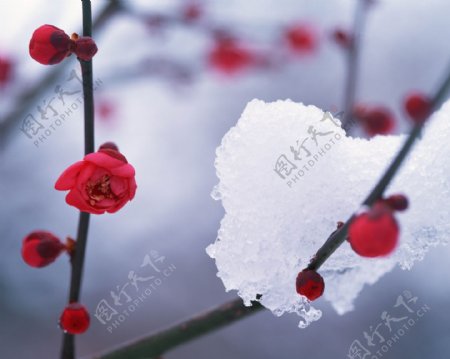 雪景白与红