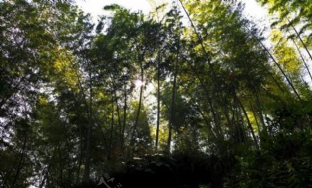 自然竹林图片