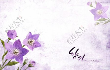紫色的花卉